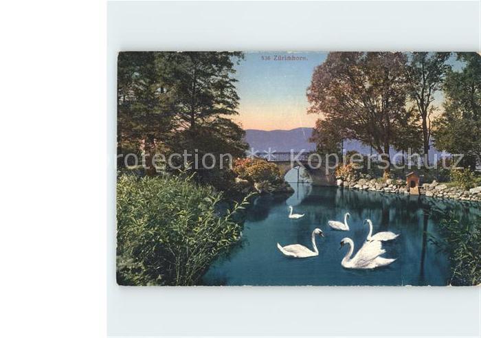 Schwan Schwaene Zuerichhorn