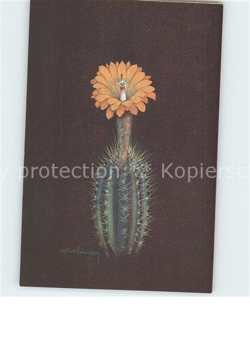 Kakteen Echinocereus Spinibarnis Künstlerkarte
