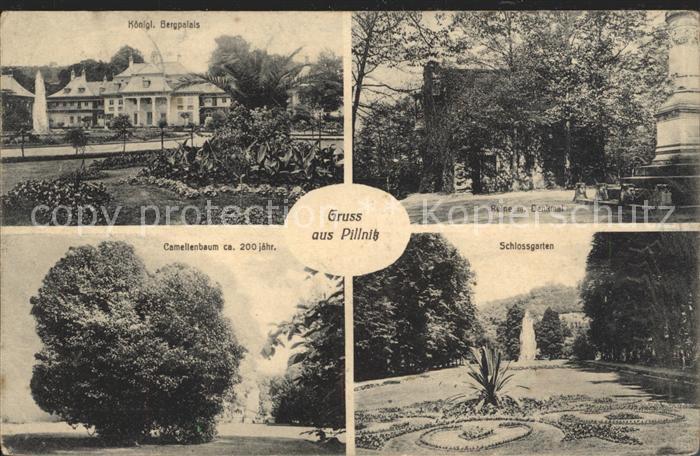 Pillnitz Kgl. Bergpalais Ruine Denkmal Schlossgarten Camellenbaum 200jaehr.