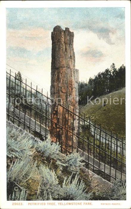 Yellowstone National Park Petrified Tree