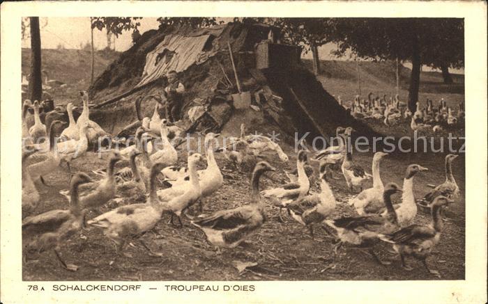 Schalckendorf Troupeau d_Oies Collection l'Alsace