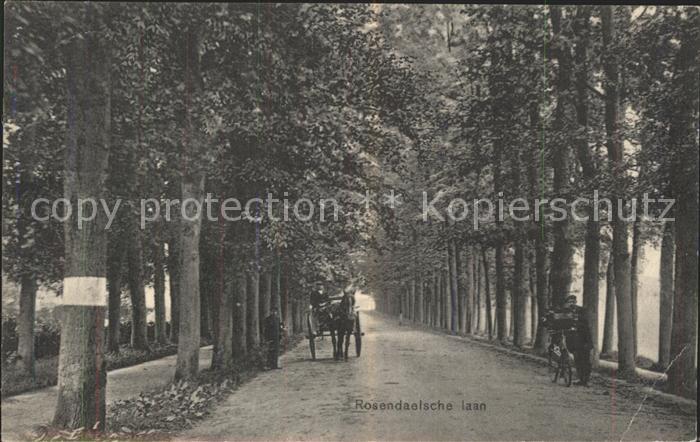 Amsterdam Niederlande Rosendaelsche laan Baumallee