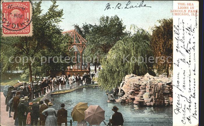 Chicago Illinois Sea Lions Lincoln Park
