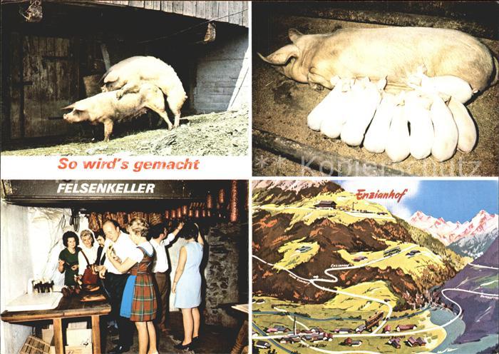 Zell Ziller Tirol Einzianhof Felsenkeller Schweinepaarung Ferkel Panoramakarte