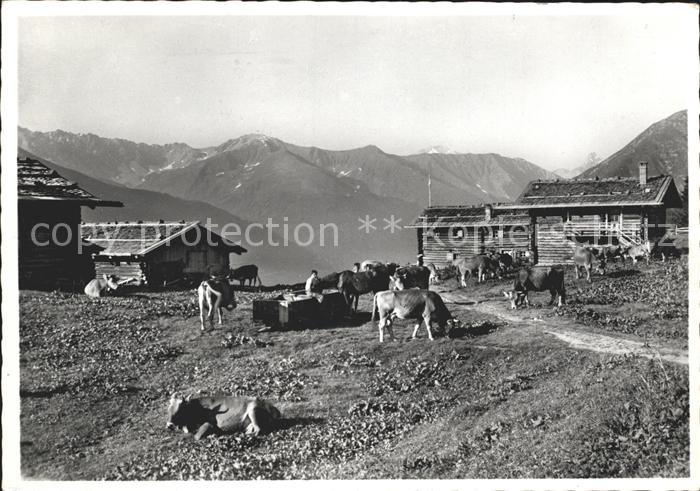 Davos GR Berghaus Stafelalp Kuehe Alpenpanorama