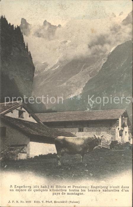 Engelberg OW Alb mit Kuehen