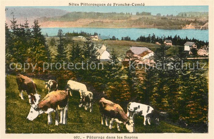 Franche Comte Paturage dans les Sapins