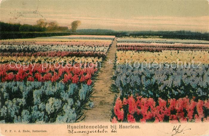 Haarlem Hyacintenvelden Blumenfelder Hyazinthen