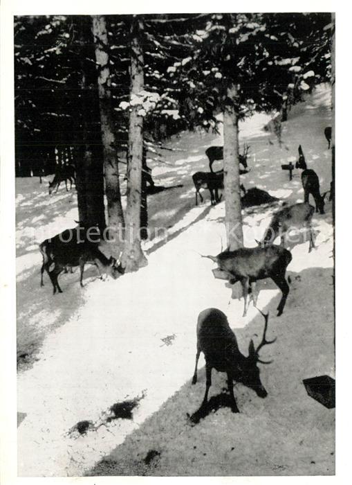 Altvatergebirge Hirschfuetterung im Winter