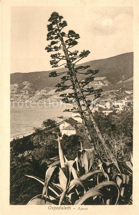 Ospedaletti Agave