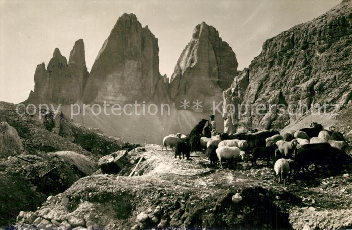Tre Cime di Lavaredo Schafe Sch?fer