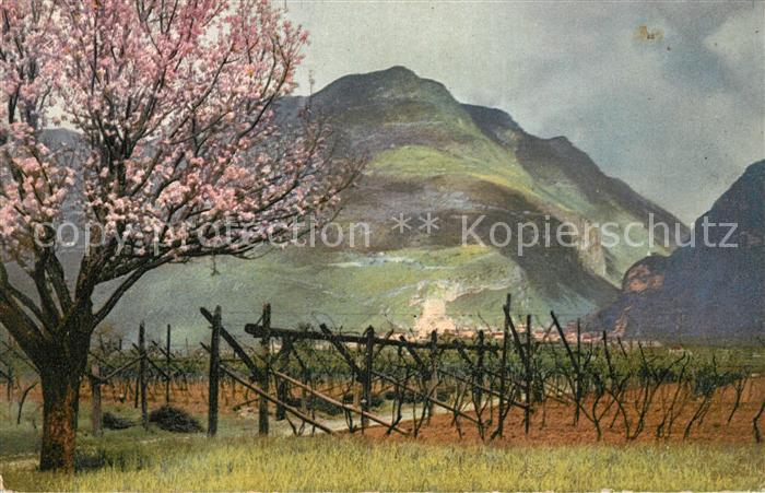Verlag Photochromie Nr. 2705 Serie 144 Obstbl?te in Tirol