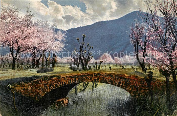 Verlag Photochromie Nr. 2703 Serie 144 Obstbl?te in S?dtirol