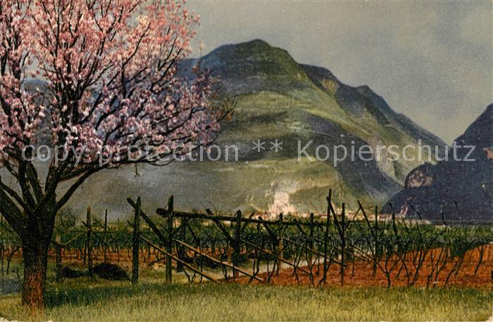 Verlag Photochromie Nr. 2705 Serie 144 Obstbl?te in S?dtirol