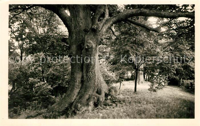 Bad Saarow Alte Eichen