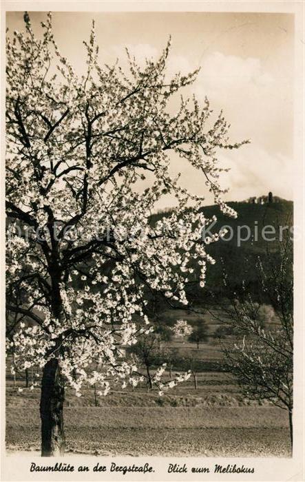 Weinheim Bergstrasse Baumbluete mit Melibokus