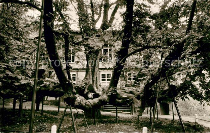 Hitzacker Elbe Riesenkastanie