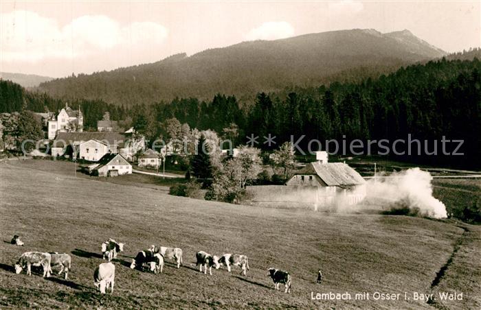 Lambach Lam mit Osser