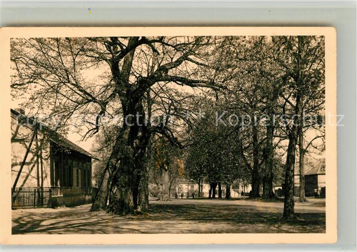 Senzig 1000jaehrige Linde