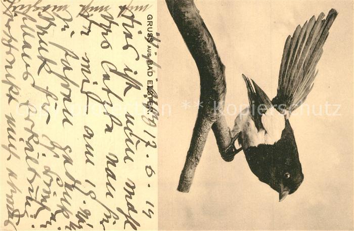Bad Elster Singvogel