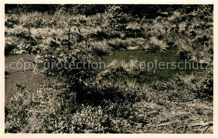 Zinnwald-Georgenfeld Moortuempel im Hochmoor Handabzug