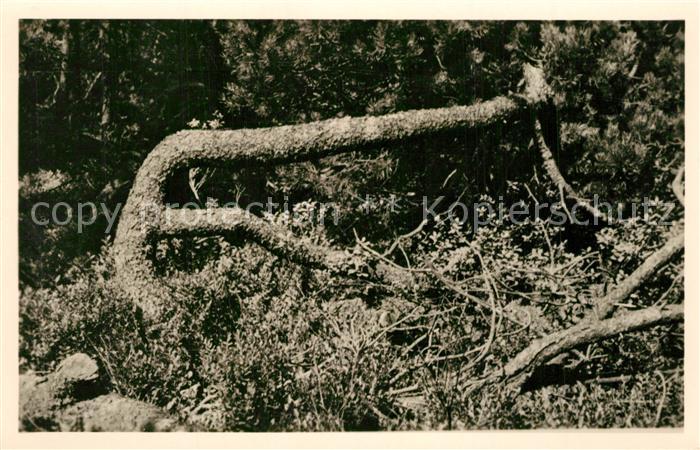 Zinnwald-Georgenfeld Latschenkiefer im Hochmoor Handabzug