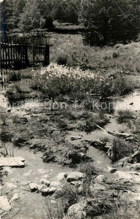 Georgenfeld Hochmoor