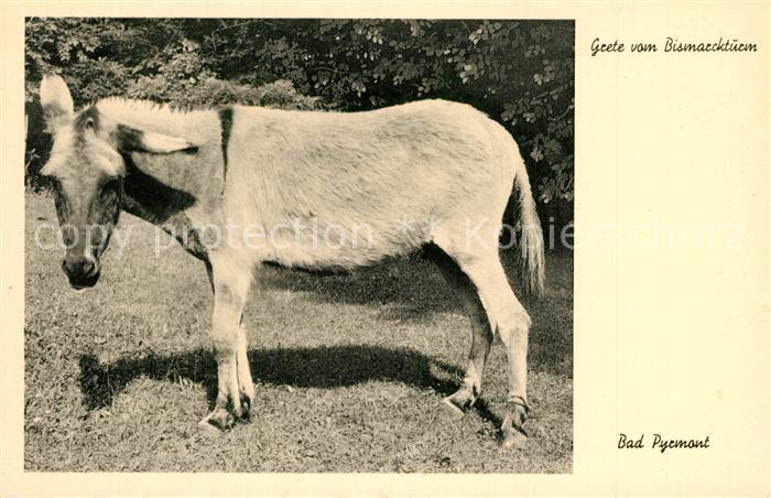 Bad Pyrmont Esel beim Bismarckturm