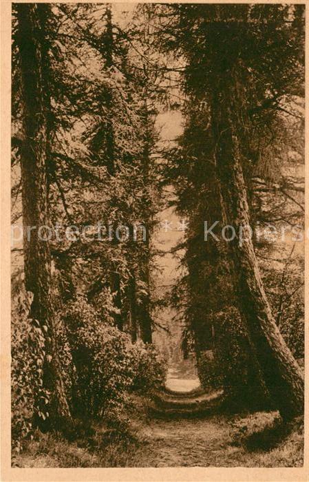 Koenigsfeld Schwarzwald Jubelallee Baumallee