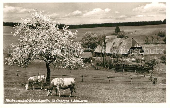 St Georgen Schwarzwald Hirzbauernhof Brigachquelle Bauernhof Kuehe Baumbluete