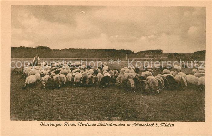 Schmarbeck Lueneburger Heide Heidschnucken