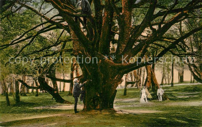 Stubbenkammer Ruegen Landschaft Alte Baeume