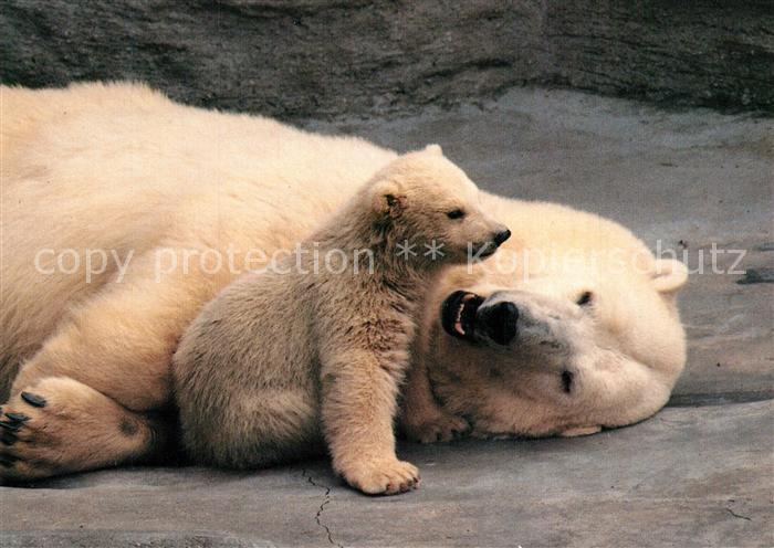 Tiere Eisbär mit Jungem Wilhelma Stuttgart