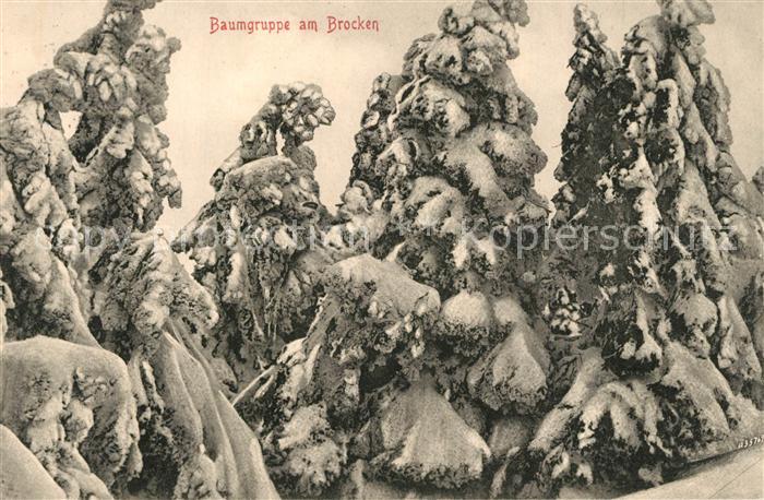 Brocken Harz Verschneite Baumgruppe
