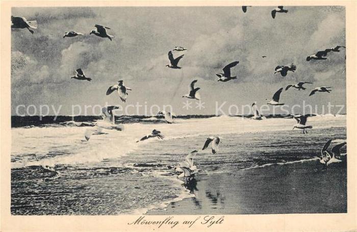 SYLT Insel Schleswig-Holstein Moewenflug