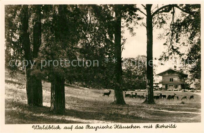 Potsdam Historische Gaststaette Waldblick Bayrisches Haeuschen mit Rotwild