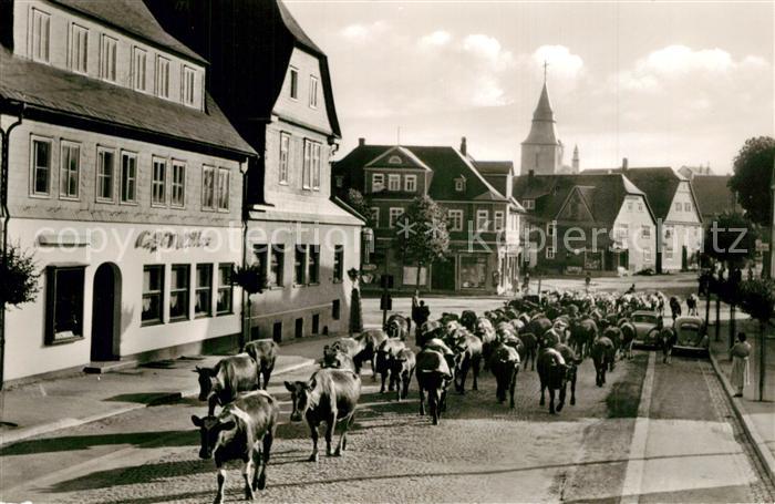 Winterberg Hochsauerland Auftrieb Kuhherde