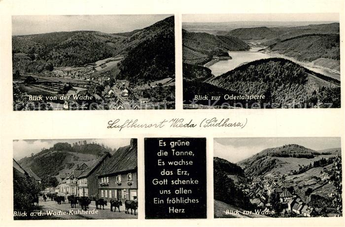 Wieda Odertalsperre Kuhherde Es gruene die Tonne