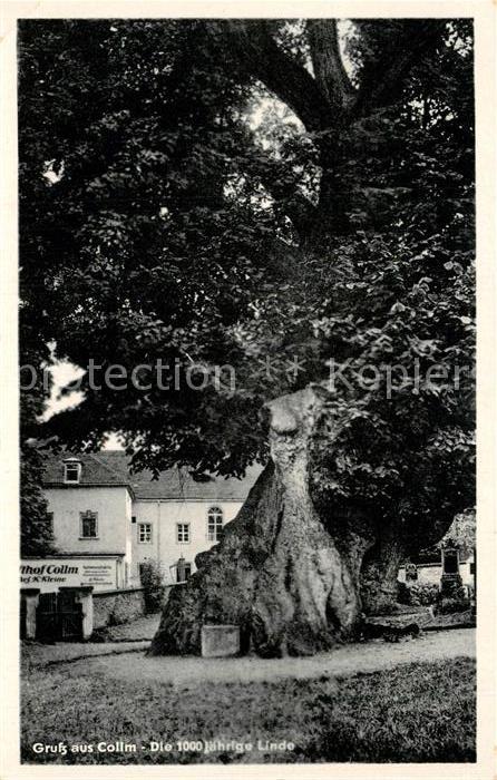 Collm 1000 jaehrige Linde Gasthaus