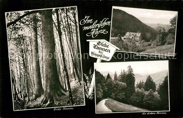 Zorge Dicke Tannen Waldhotel Waldpartie