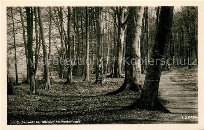 Altenhof Werbellinsee Im Buchenwald