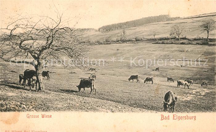Elgersburg Kuherde Wiese