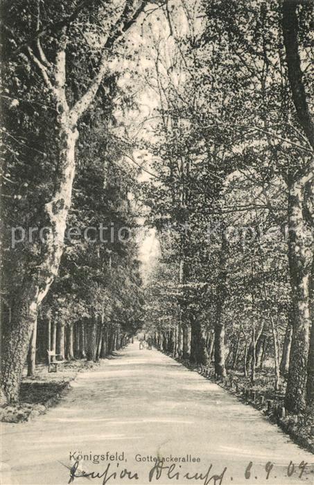 Koenigsfeld Schwarzwald Gottesackerallee Baumallee