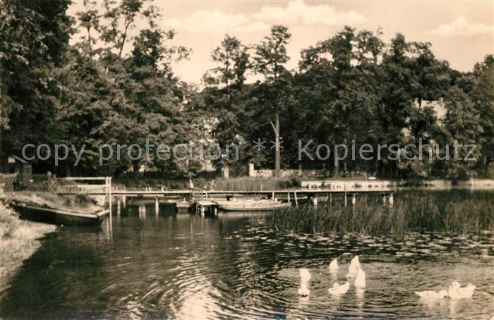 Lindow Mark Wasservoegel am Wutzsee Bootssteg