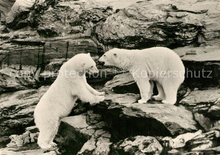 BERLIN  CITY Eisbaeren im Tierpark
