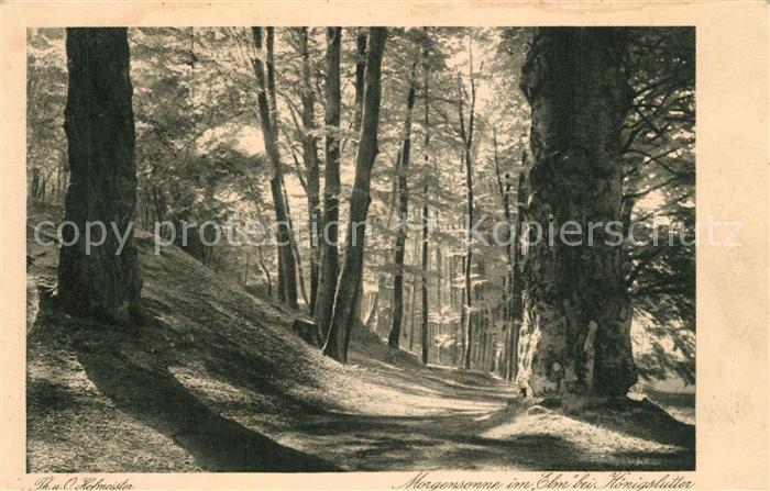 K?nigslutter Elm Waldpartie