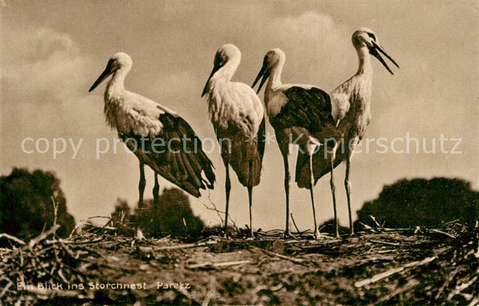 Paretz Storchennest