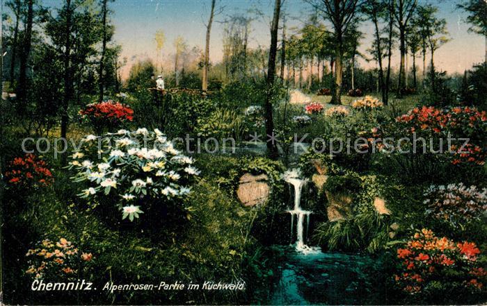 CHEMNITZ Sachsen Alpenrosen-Partie im K?chwald