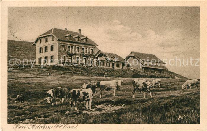 Belchen Baden Belchenhaus Berggasthaus Schwarzwald Viehherde Kuehe