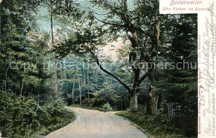 BADENWEILER BW Alte Eichen im Auwald Kurort im Schwarzwald